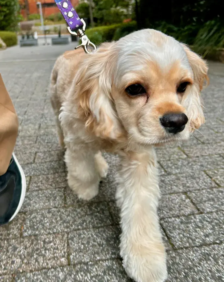 わんちゃんが保育園で遊んでいる様子